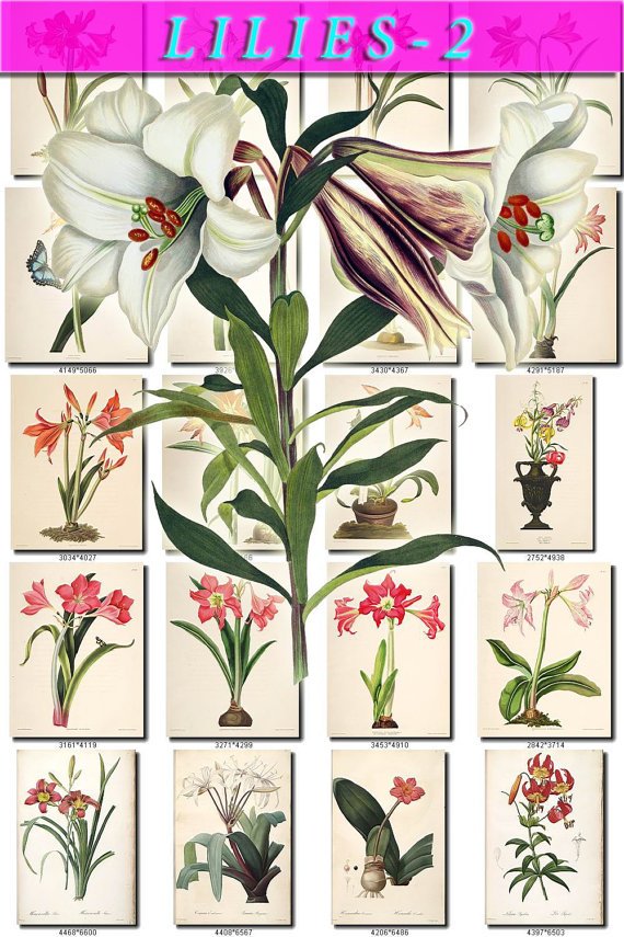 LILIES-2 flowers 294 vintage print