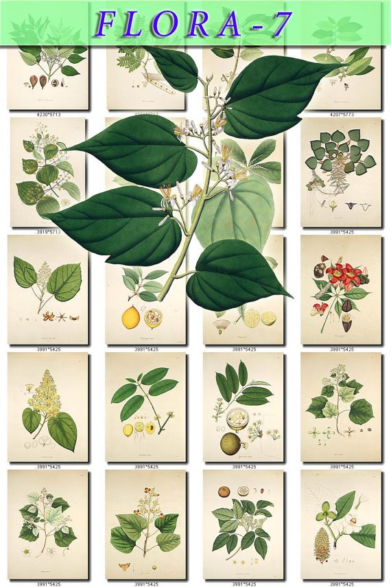 FLORA-7 344 vintage print