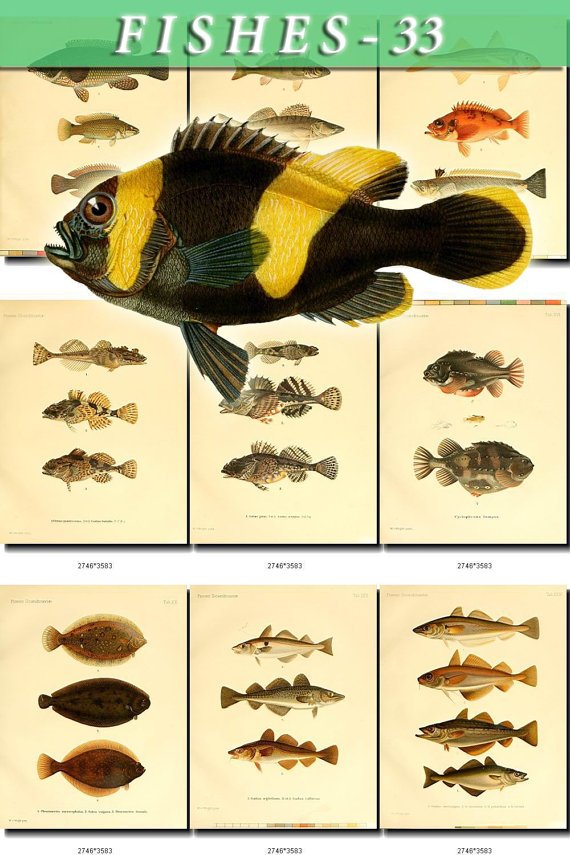 FISHES-33 51 vintage print