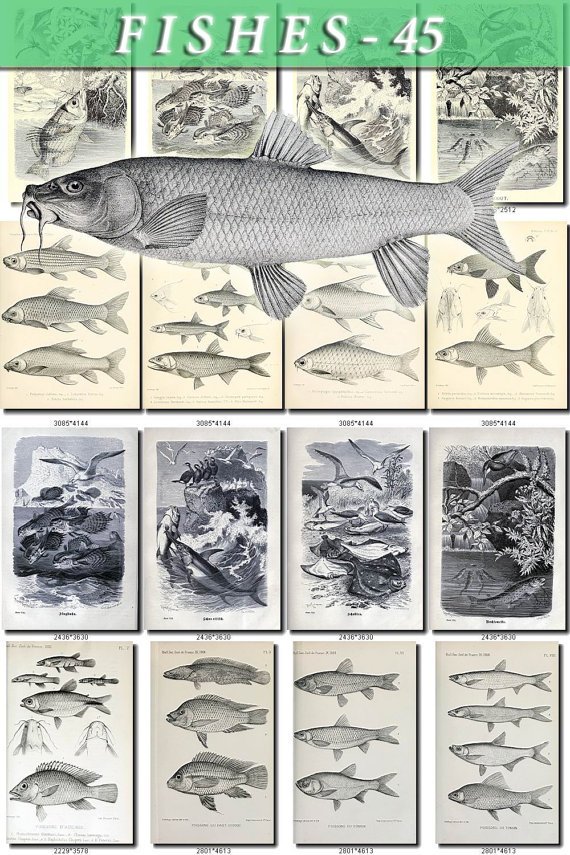 FISHES-45-bw 128 vintage print