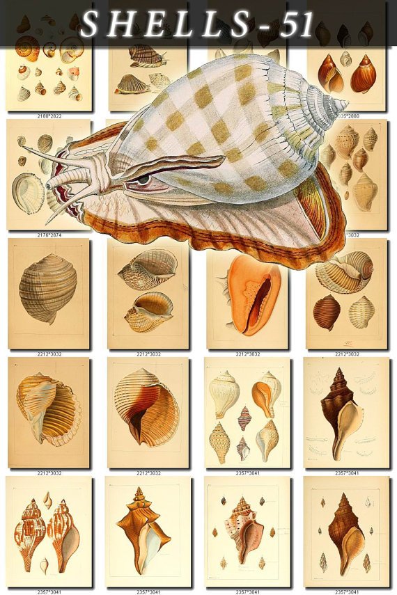 SHELLS-51 266 vintage print