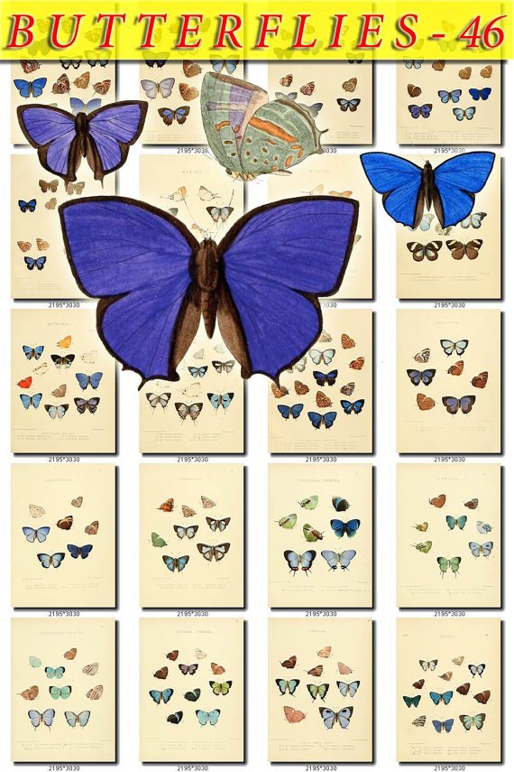 BUTTERFLIES-46 165 vintage print