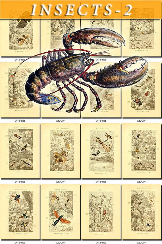 INSECTS-2 276 vintage print