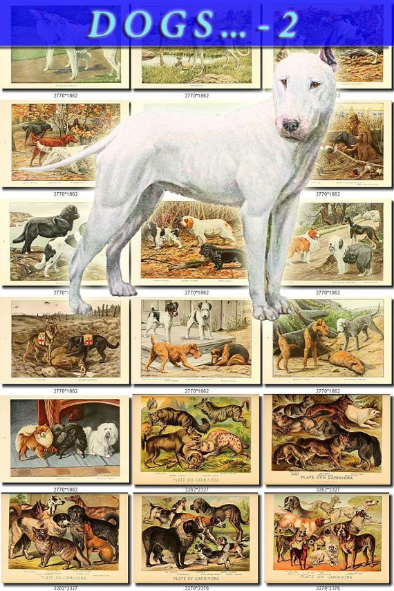 DOGS WOLVES FOXES-2 61 vintage print