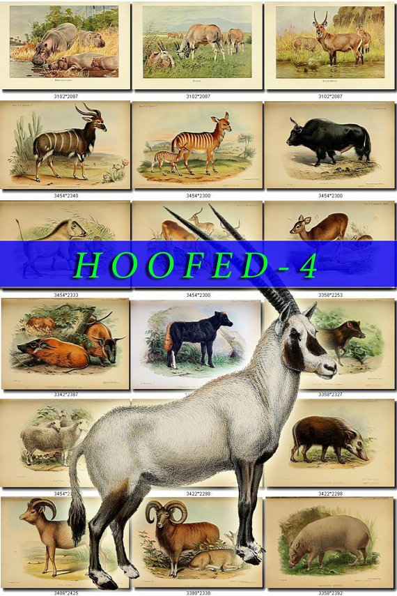 HOOFED UNGULATES-4 54 vintage print