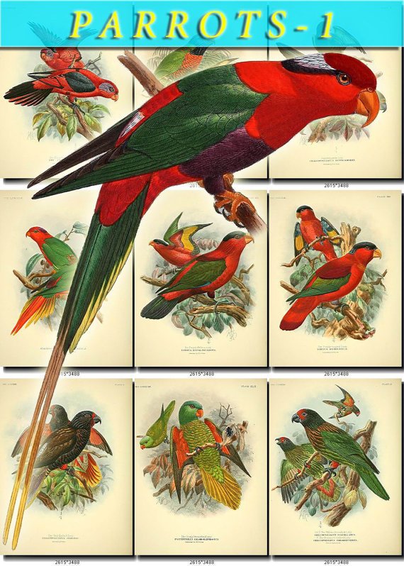 PARROTS-1 61 vintage print