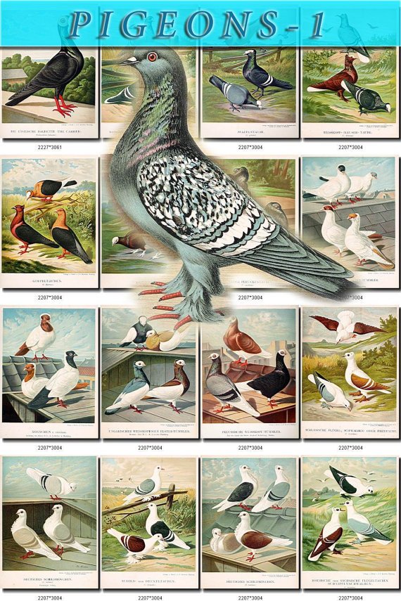 PIGEONS-1 birds 81 pictures vintage print