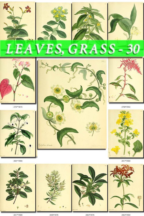 LEAVES GRASS-30 209 vintage print