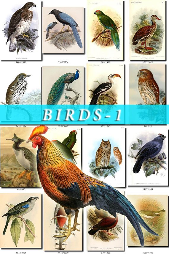 BIRDS-1 980 vintage print