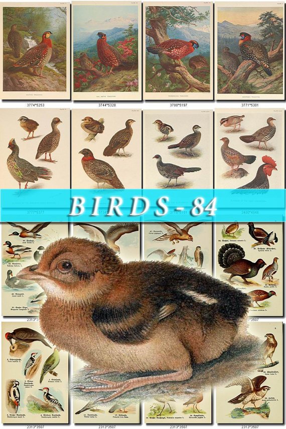 BIRDS-84 72 vintage print
