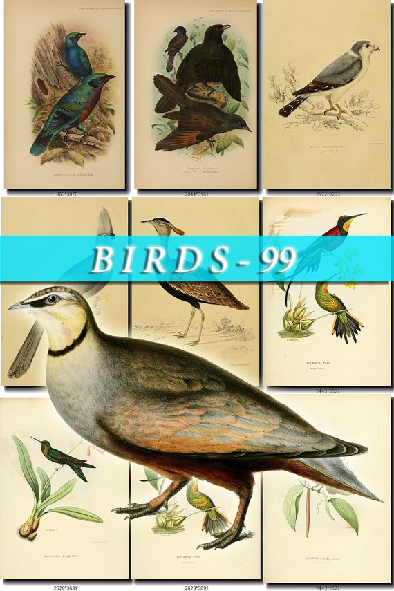 BIRDS-99 127 vintage print