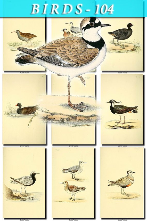 BIRDS-104 57 vintage print