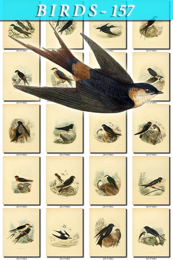 BIRDS-157 103 vintage print