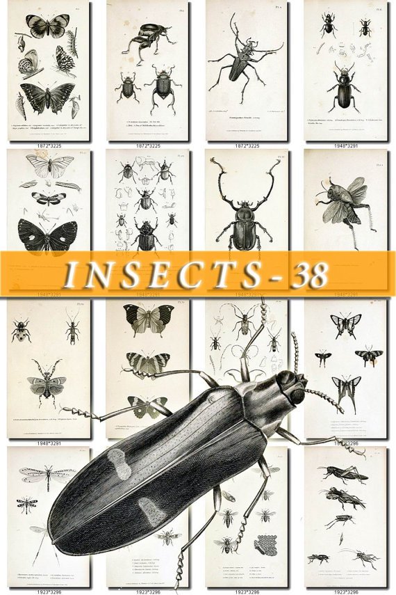 INSECTS-38-bw 172 vintage print