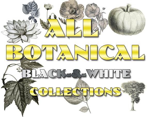 BOTANICAL black-, -white Collections 1-26 with 8600 vintage print