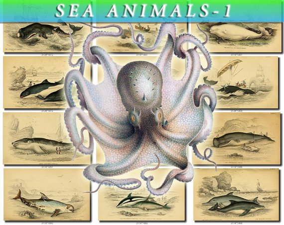 SEA ANIMALS-1 210 vintage print