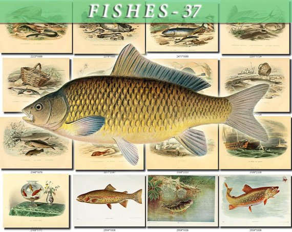 FISHES-37 63 vintage print