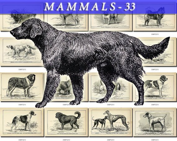 MAMMALS-33-bw 83 black-, -white vintage print