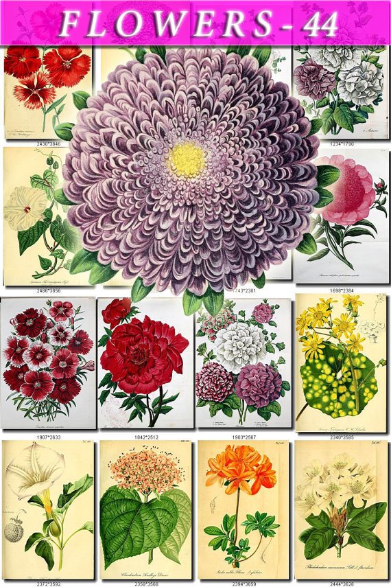 FLOWERS-44 55 vintage print