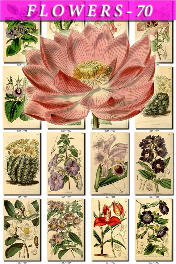 FLOWERS-70 252 vintage print