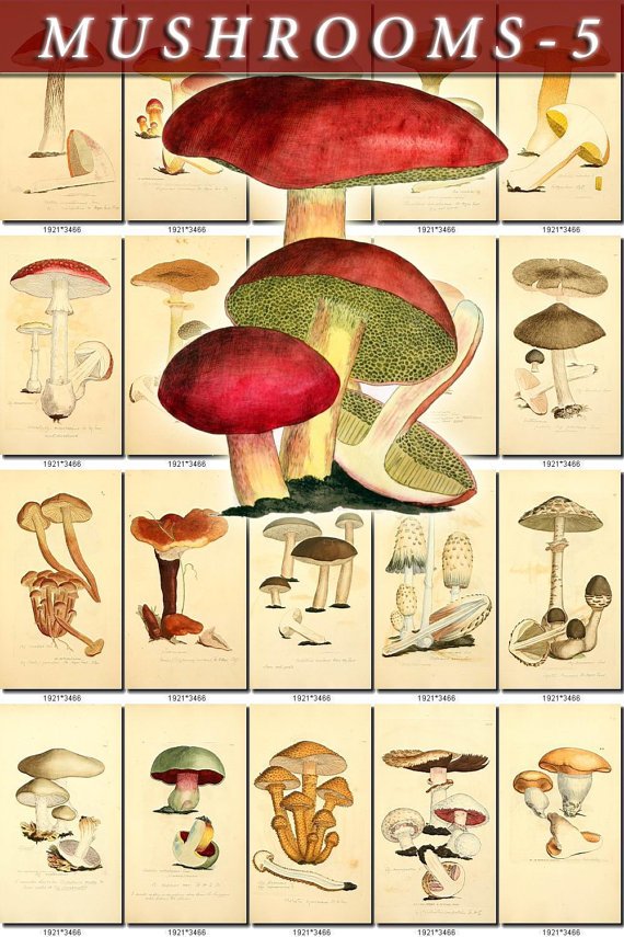 MUSHROOMS-5 434 vintage print