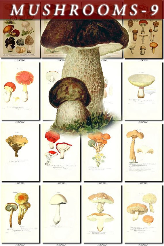MUSHROOMS-9 232 vintage print