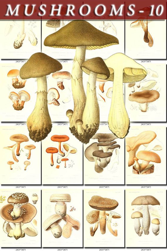 MUSHROOMS-10 199 vintage print
