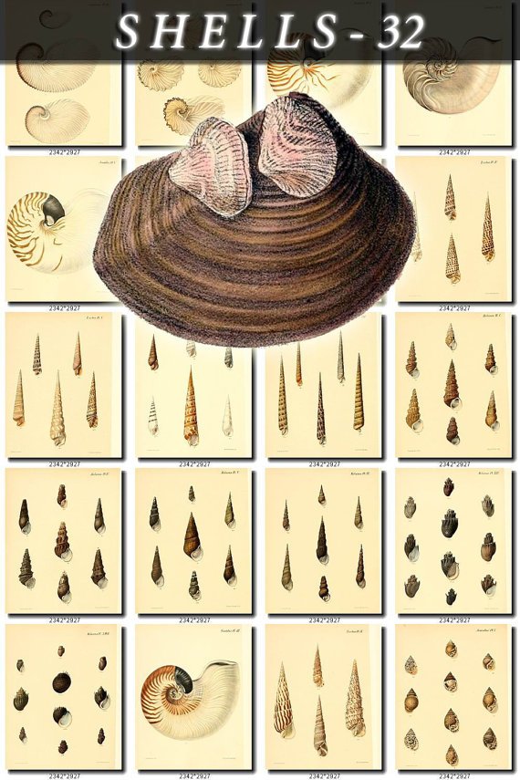 SHELLS-32 131 vintage print
