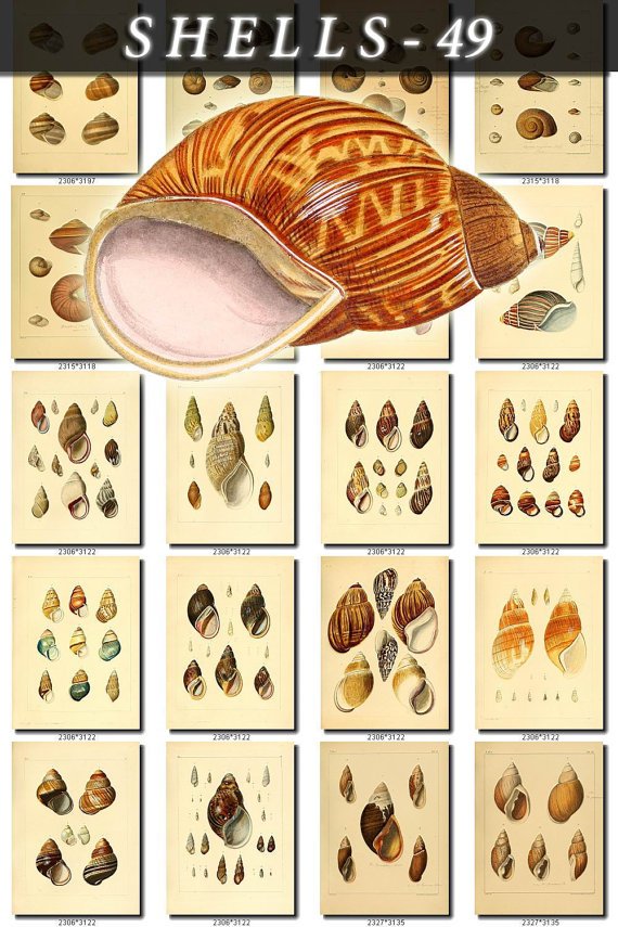 SHELLS-49 242 vintage print