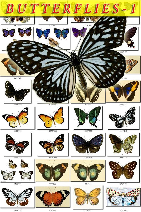 BUTTERFLIES-1 2000 vintage print