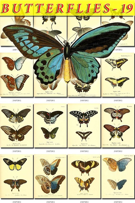 BUTTERFLIES-19-b5 171 vintage print
