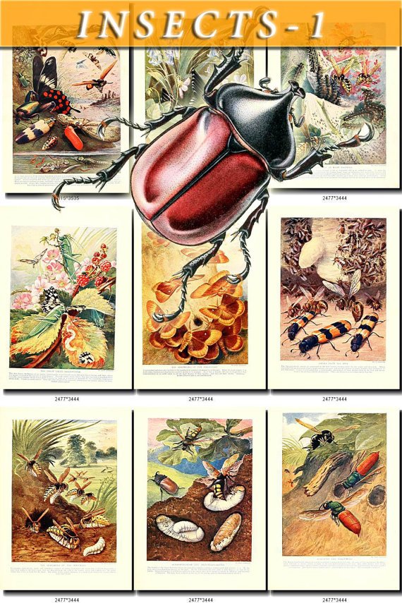 INSECTS-1 249 vintage print