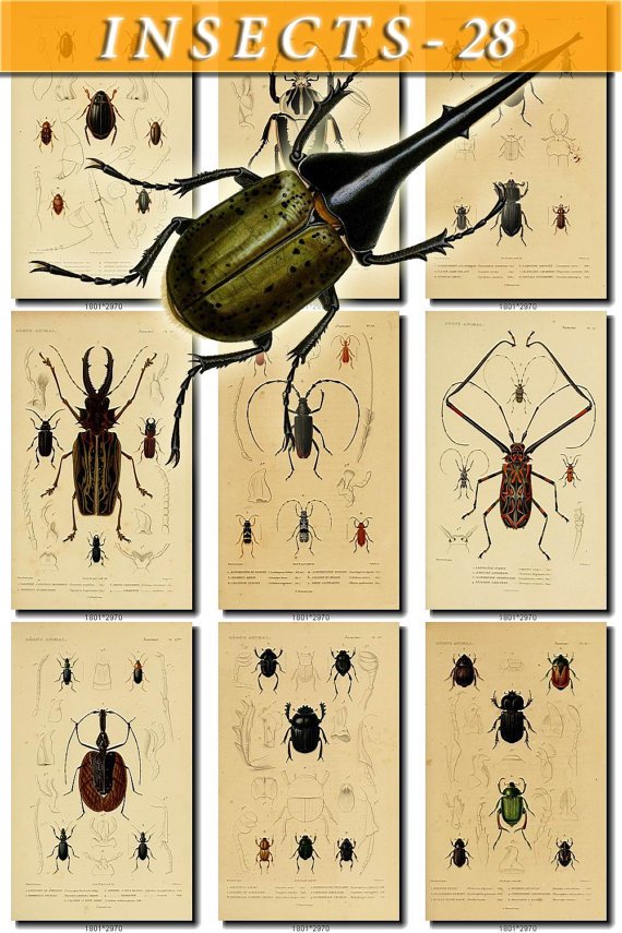 INSECTS-28 108 vintage print
