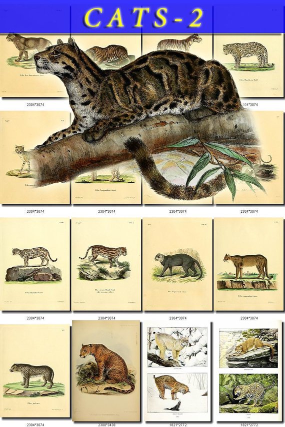 CATS-2 52 vintage print