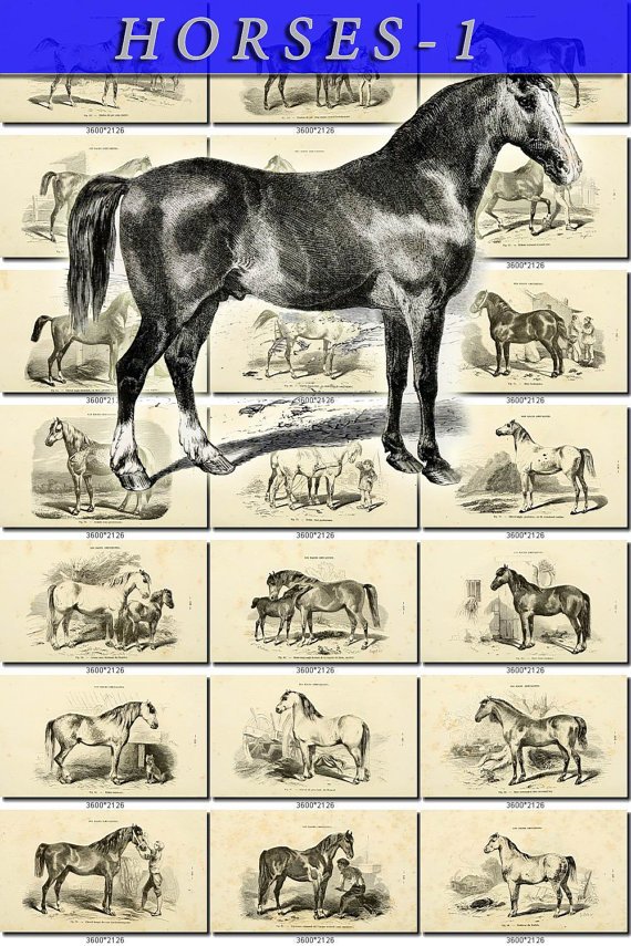 HORSES-1-bw 50 vintage print