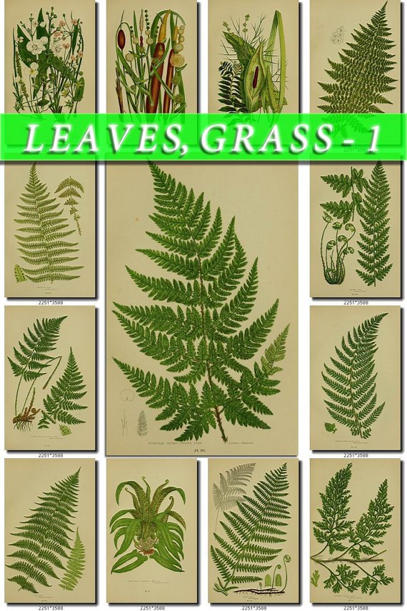 LEAVES GRASS-1 248 vintage print