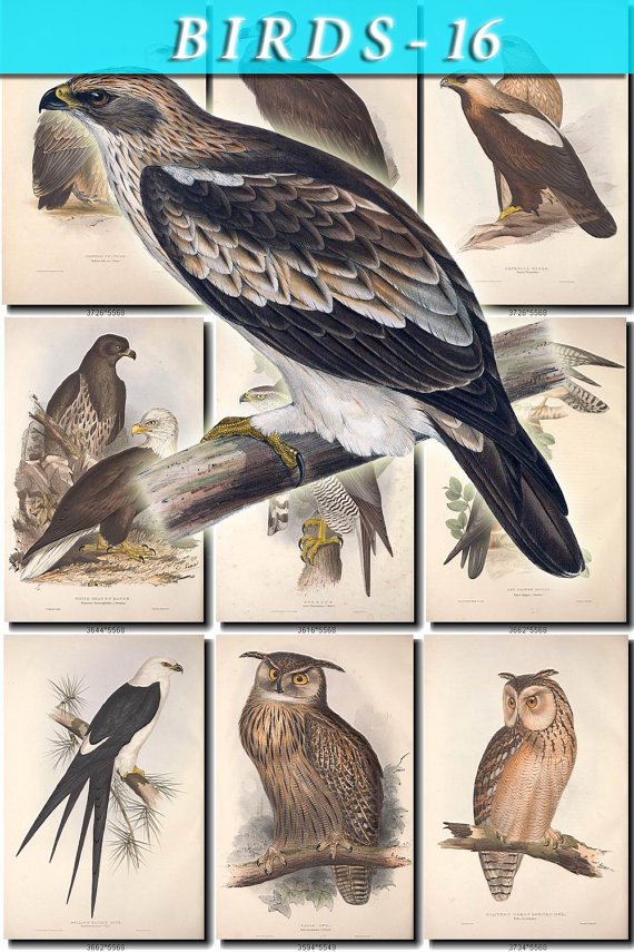 BIRDS-16 254 vintage print