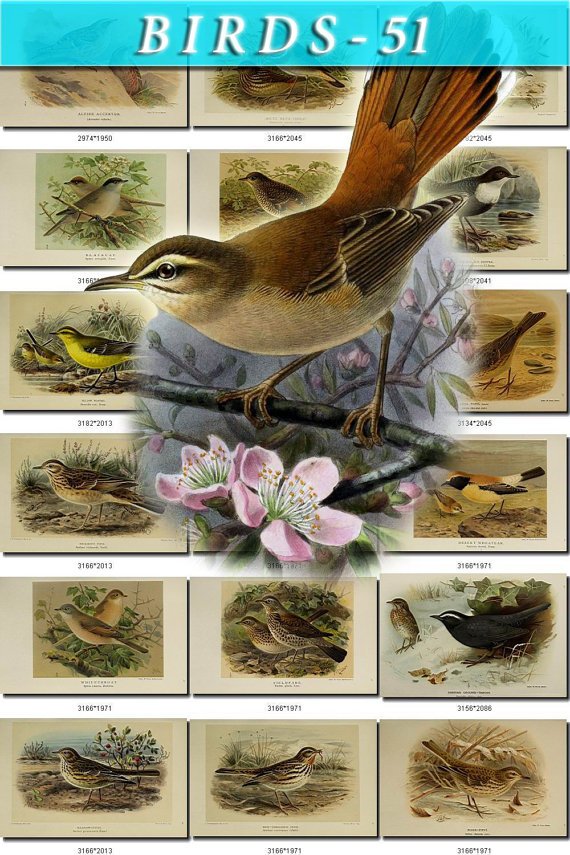 BIRDS-51 56 vintage print