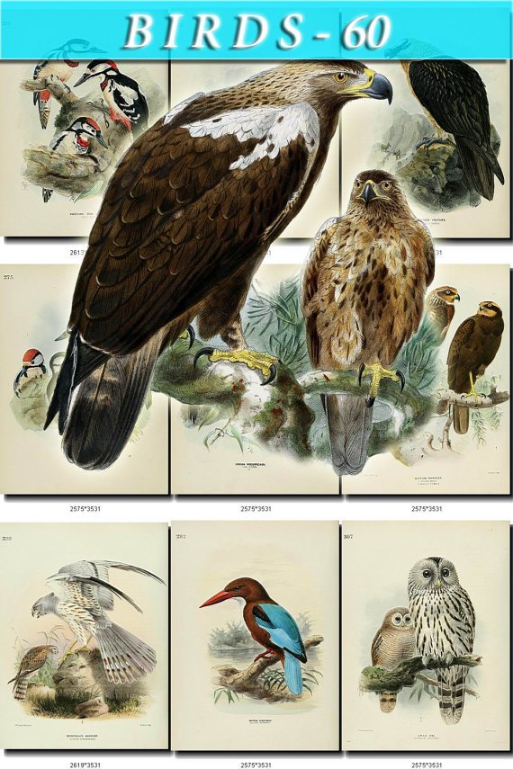 BIRDS-60 89 vintage print