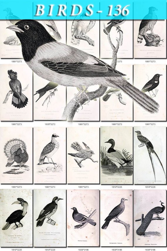 BIRDS-136-bw 216 black-, -white vintage print