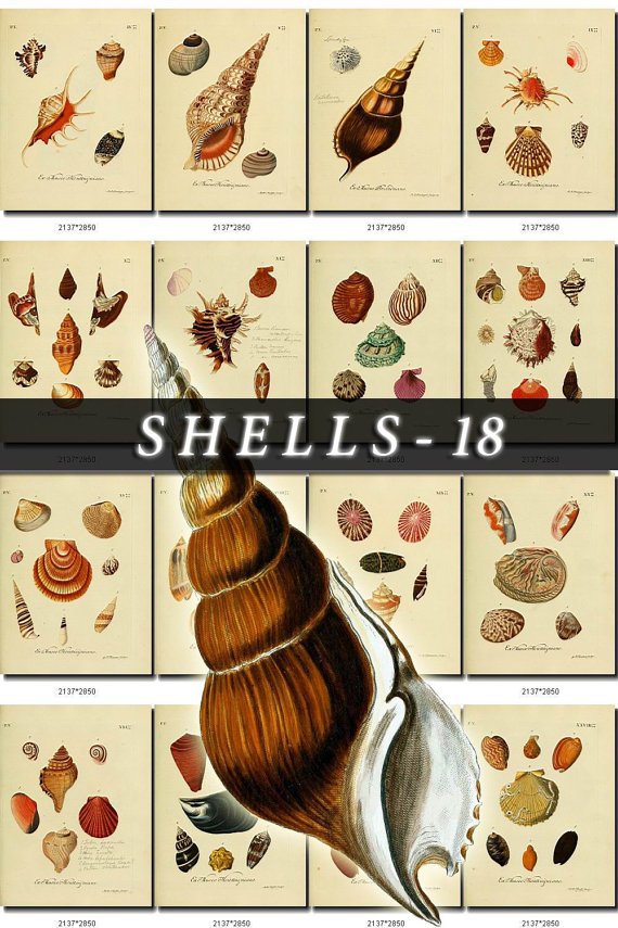 SHELLS-18 228 vintage print