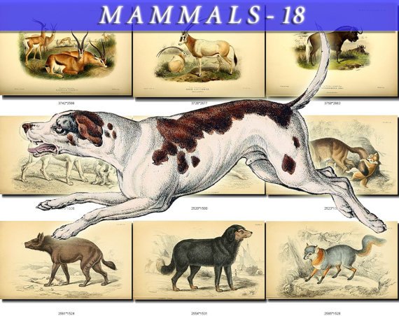 MAMMALS-18 146 vintage print