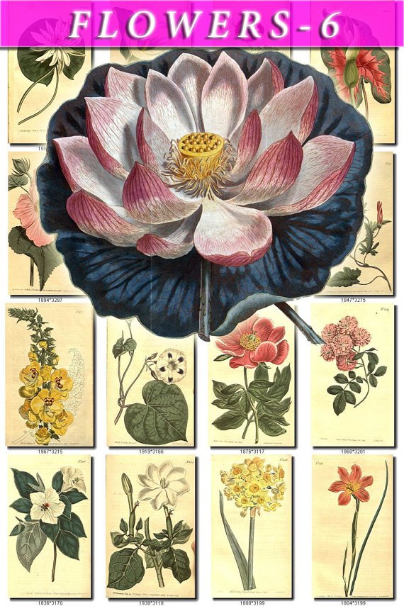FLOWERS-6 276 vintage print