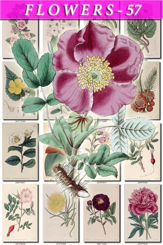 FLOWERS-57 257 vintage print