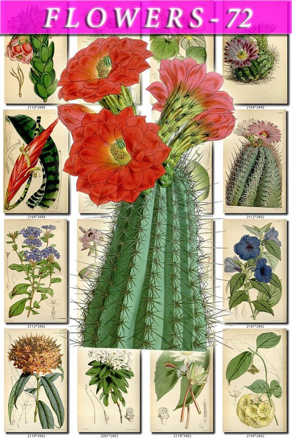 FLOWERS-72 209 vintage print