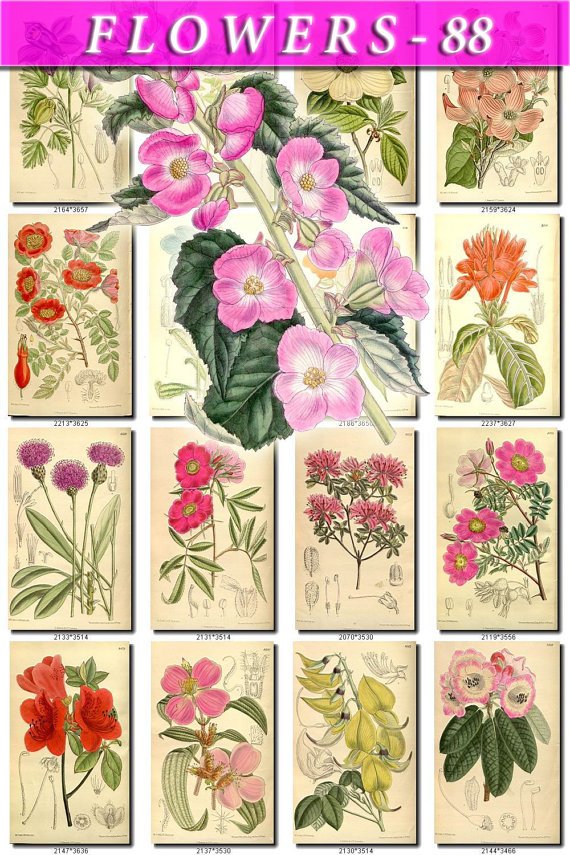 FLOWERS-88 240 vintage print