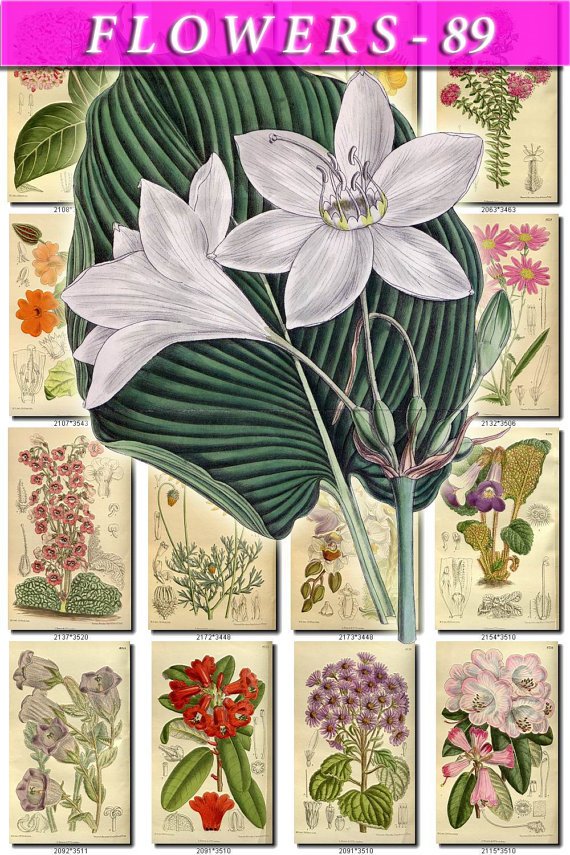 FLOWERS-89 210 vintage print