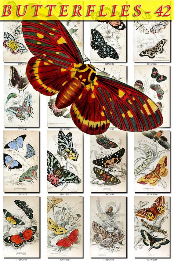BUTTERFLIES-42 62 vintage print