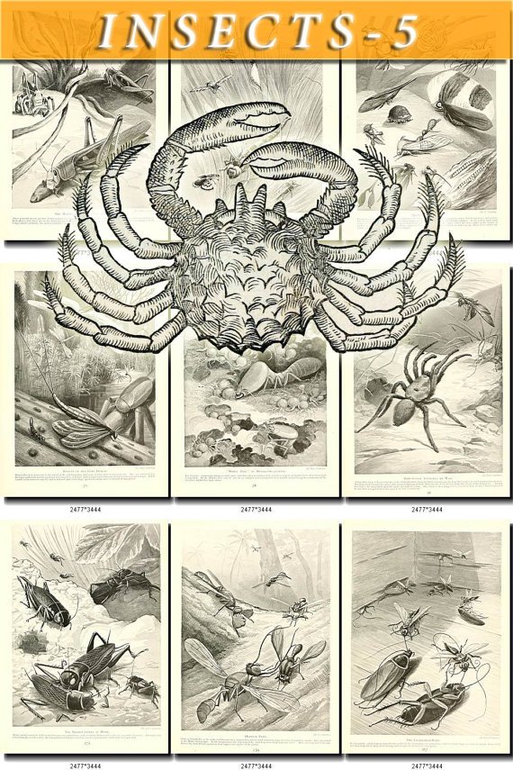 INSECTS-5-bw 155 black-, -white vintage print