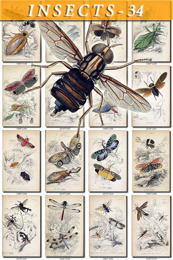 INSECTS-34 41 vintage print